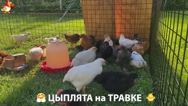 Цыплята несушек на травке в загоне хорошо растут на солнышке 🐥🌿🌞 (1)