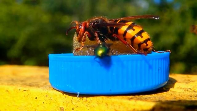 Шершень и пчёлы на кормушке 2 смотреть онлайн