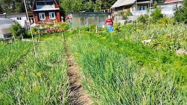 Луковое горе (прополка) смотреть онлайн