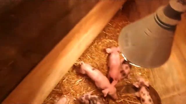 Небольшое обновления інвертаря для поросят смотреть онлайн