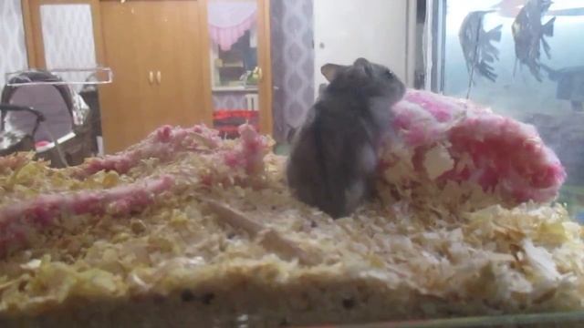 разветка теретории MVI 0183 смотреть онлайн