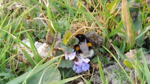 Trzmiele / Bumblebees / Bombus