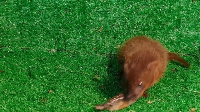 Skar eat fihs | Mongoose Too cute animals food eating ASMR #animals смотреть онлайн