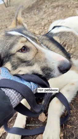 Собака Сильвия в добрые руки