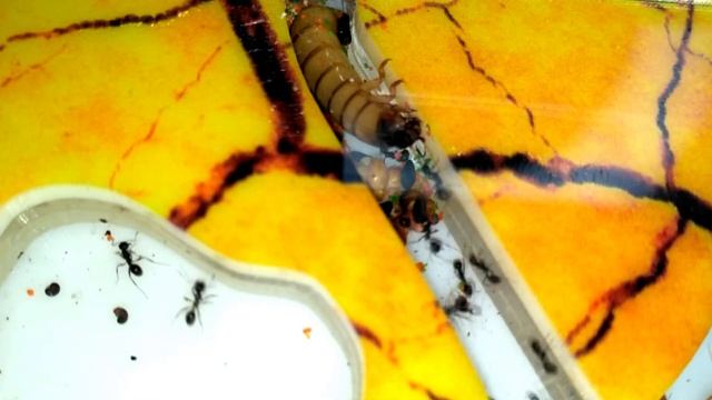 Ants vs larva of Zophobas morio смотреть онлайн