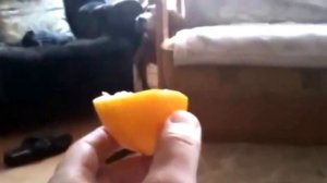 Прикол собака ест лемон