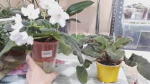 Как понять, что Фиалке НУЖНА пересадка? Индивидуальный подход!