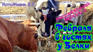 Февраля в гостях у Белки. Подробная версия! Жизнь В Сибирский Деревне