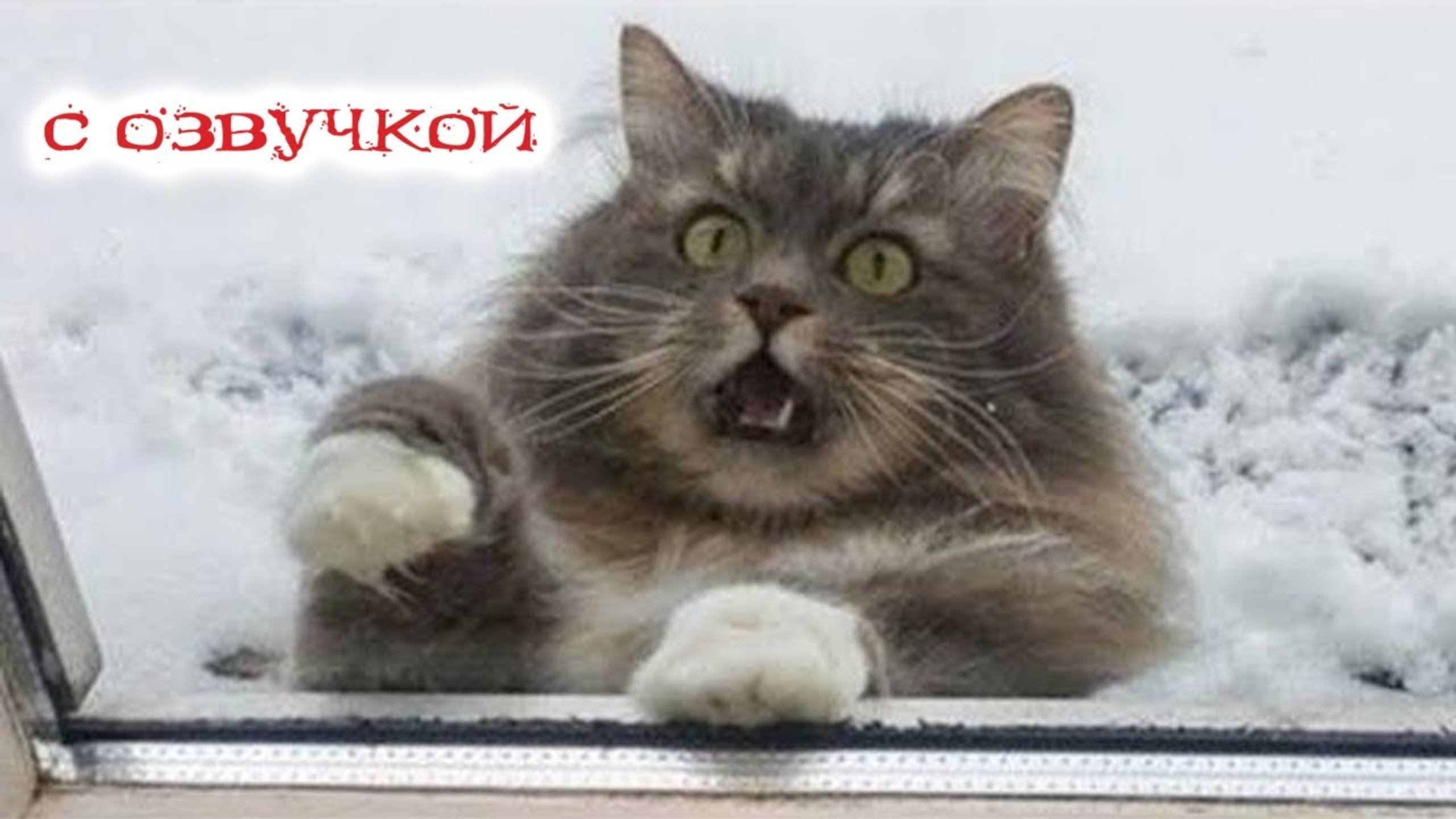 ПРИКОЛЫ С КОТАМИ! Самая смешная озвучка животных! ТЕСТ НА ПСИХИКУ 2025!