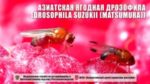 Азиатская ягодная дрозофила (Drosophila suzukii (Matsumura))
