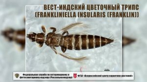 Вест-индский цветочный трипс  (Frankliniella insularis (Franklin))