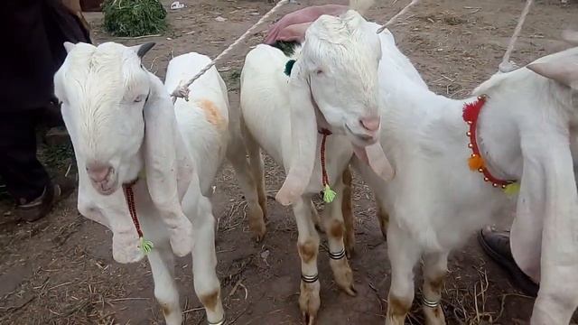 Beautiful nice dasi white color bakray for sales city chaniot Mandy смотреть онлайн