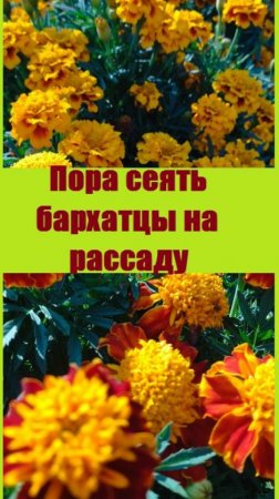 Когда сеять семена бархатцев? Уже пора это делать!