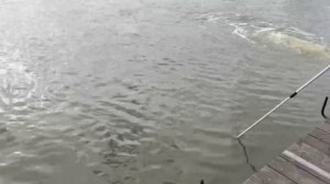 Поимка первого дня возобновления рыбалки