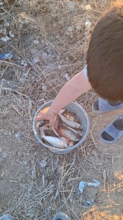 балик ови