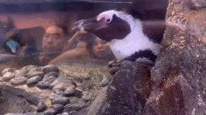 🐧 Pingu the Penguin found at Georgia Aquarium!! 💦