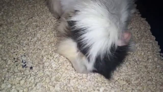 Уборка в клетке у морской свинки! смотреть онлайн