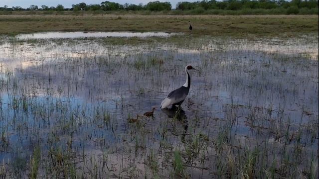 Семья даурских журавлей смотреть онлайн