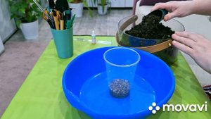 КОМНАТНЫЕ РАСТЕНИЯ(ЦВЕТЫ).НОВИНОЧКА!!!ПОКУПКИ И ОБЗОР.