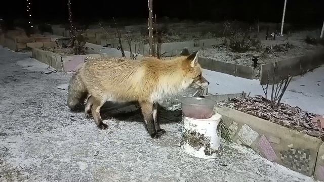 984 Лиса приходит в гости. Март 2024