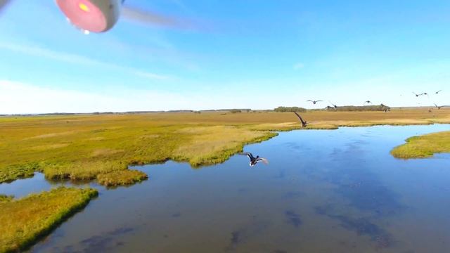 Гонки с утками2 смотреть онлайн