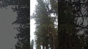 Кедровый лес!! Семинский перевал!!