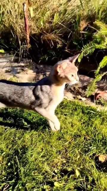 Голубая абиссинская кошечка на природе смотреть онлайн