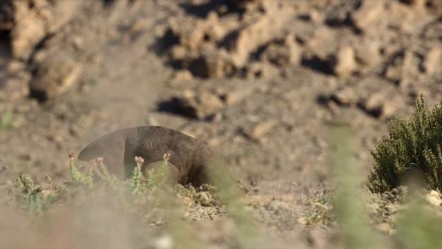 Erythrosuchus life on our planet смотреть онлайн
