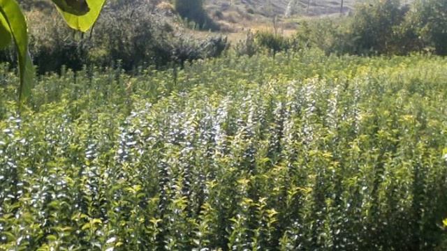 տնկիներ տնկի / Tnkiner TNKI смотреть онлайн