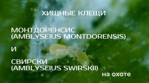 Хищные клещи Монтдоренсис (Amblyseius Montdorensis) и Свирски (Amblyseius Swirskii) на охоте