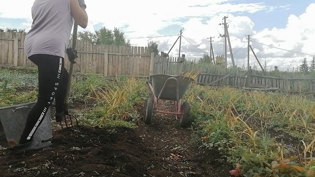 уборка чеснока 2023 года смотреть онлайн