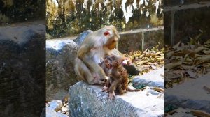 500k bad action of spoiled mum Libby grab beat Leo again this is real reason poor boy Leo run away