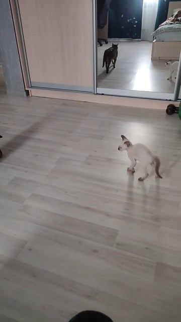 #бенгалец#абиссинская#кошки#котенок#игра#привыкание#бенгальскаякошка#добра#рекомендации смотреть онлайн