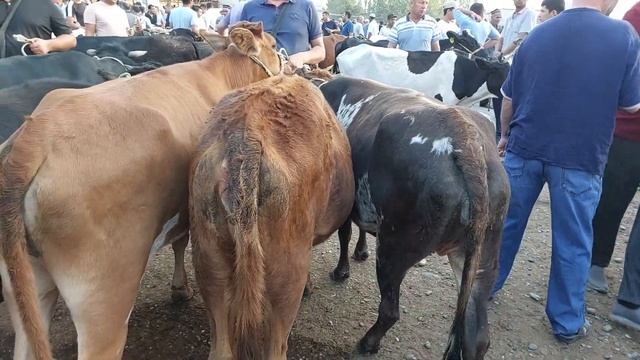 Qoqon mol bozori ģunajinlar VA sigirlar narhlari bilan tanishing 7.08.2024yil