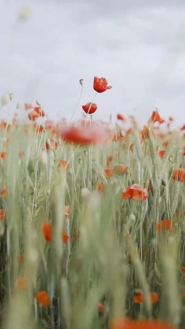 rabbits love to eat greens for health .кролики любят покушать зелень для здоровья смотреть онлайн