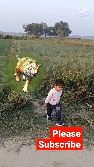 pihu ke pichhe tiger #shorts смотреть онлайн
