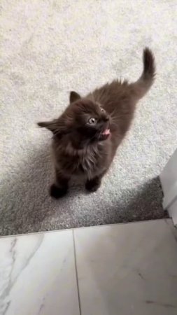 милый котик