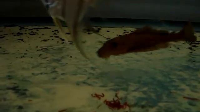 Orinoco Altums & pleco - 3.5 months смотреть онлайн