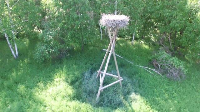 Осмотр гнезд дальневосточного аиста в Амурском заказнике смотреть онлайн