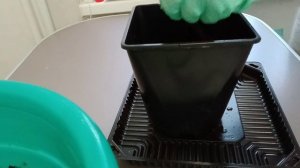 Гортензия Самарская Лидия и Дерен белый Элегантиссимо