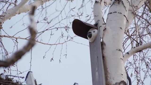 Установка веб-камеры на гнезде дальневосточного аиста в Березовском заказнике. 2021 г. смотреть онлайн