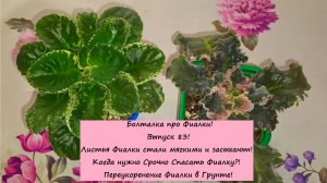 Болталка про Фиалки! Выпуск 83! Листья Фиалки стали мягкими и засыхают! Когда нужно Спасать Фиалку?!