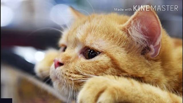 За окном опять дождь смотреть онлайн