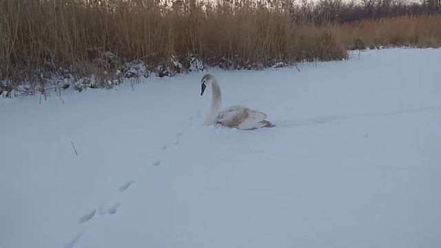 Молодой лебедь греется в снегу смотреть онлайн