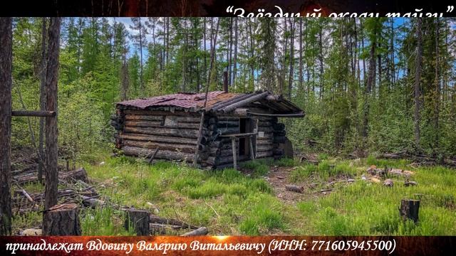 Звёздный океан тайги (вариация 5)