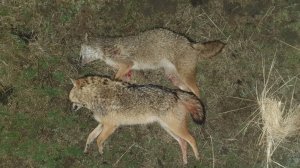 Борьба Александра с черной полосой при охоте на шакала в Ростовских степях. Прицел RikaNV MRS384LRF