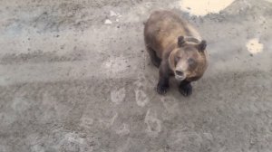 Медведи о.Итуруп