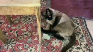 КУСАЕТ!!! НАПАДАЕТ!!! СИАМСКИЙ КОТ НАПАДАЕТ НА ОВЕЧКУ!!