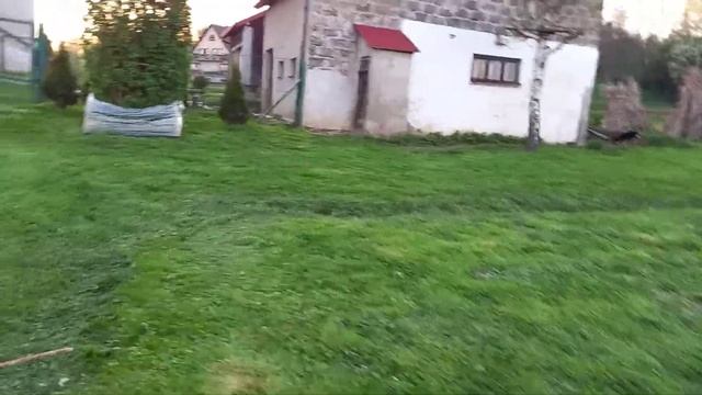 Pies Dingo 2021 05 08 1 смотреть онлайн