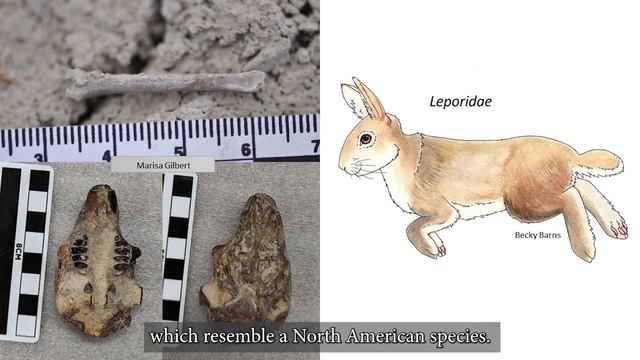 Rare Fossils from the Arctic